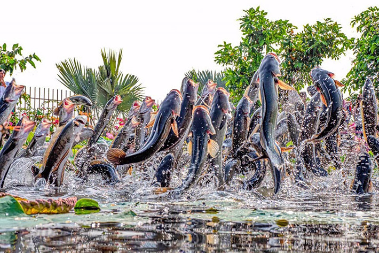 Khám phá Tour Cồn Sơn: Sống cùng sông nước, xem cá lóc bay giữa miệt vườn xanh