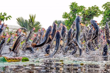 Khám phá Tour Cồn Sơn: Sống cùng sông nước, xem cá lóc bay giữa miệt vườn xanh